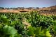 Nero d'Avola��Khora��Sicilia  DOC��
