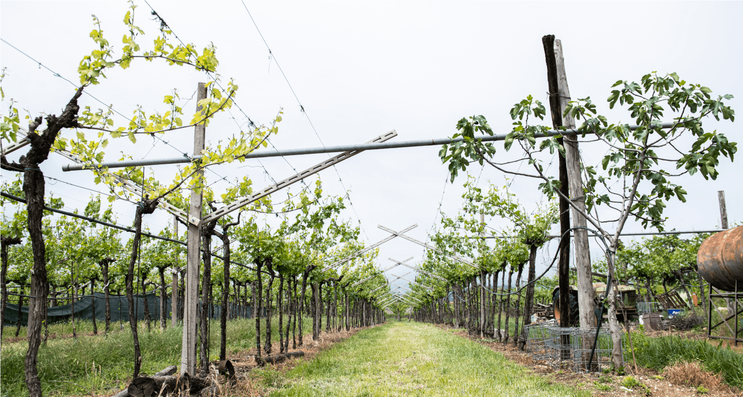 Valpolicella Classico Superiore Ripasso DOC