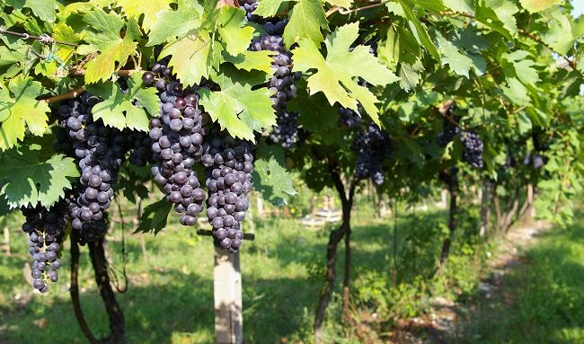 Valpolicella Classico Superiore Ripasso DOC