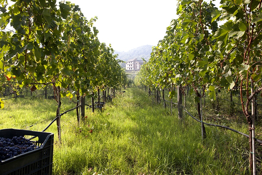 Camporeale Aglianico IGP
