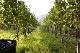 Camporeale Aglianico IGP