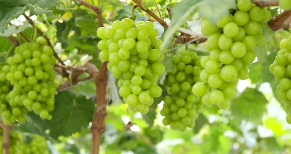 Vigne del Milo Bianco Basilicata IGT