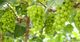 Vigne del Milo Bianco Basilicata IGT
