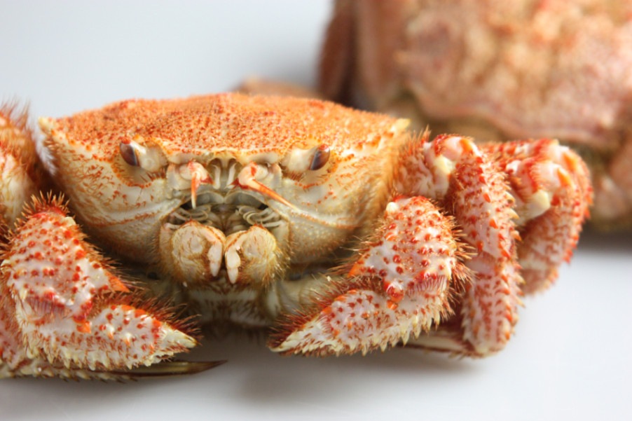 獲れたて毛蟹若5キロ、ボイル、送料込み 獲れたて毛蟹若5キロ、ボイル、送料込み