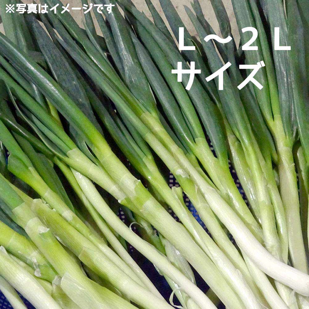 ��12����ȯ���� ���ͤͤ� �Ϥͤ� �� L��2L 3kg Ȣ�� ���츩 ���� �⻳ ������  �ͥ� Ǭ Ʊ���Բ� ���ջ����Բ� ������ ���̳�ƻ1000�ߡ�����1200������ɬ��