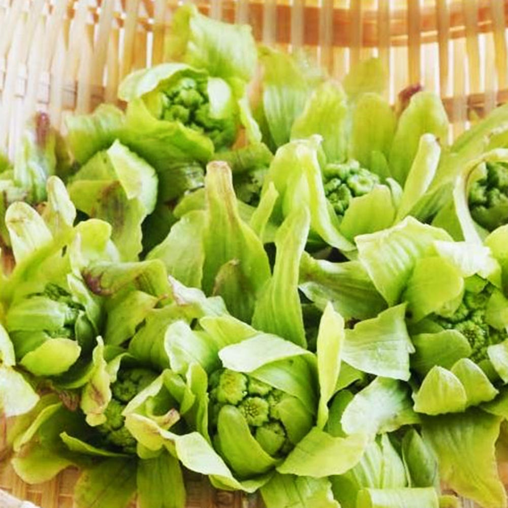 �����ջ����Բġ� �դ��ΤȤ� ����� �ե��Υȥ� �� 100�� ���� ��� ���츩 ����ľ�� ���� �⻳ �� ŷ�פ� �ե�̣�� ��