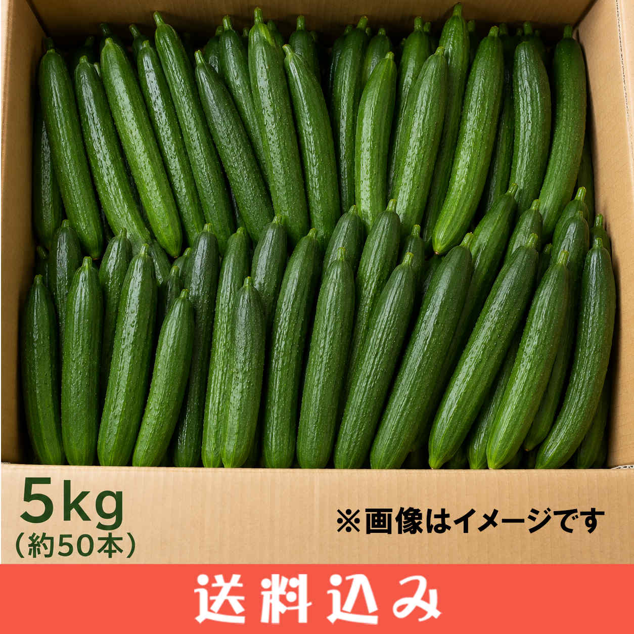 ���ͻ����夦�� 5kg ��50�� ���� �� ���츩 ���� ����ľ��  Ʊ���Բ� ������ ���̳�ƻ1000�ߡ�����1200������ɬ��