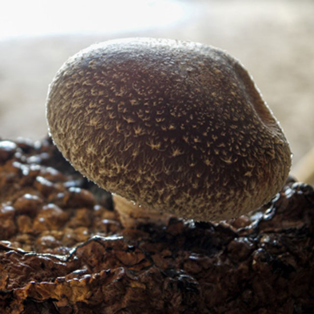     200 ̵ ݾ   礭    ⻳