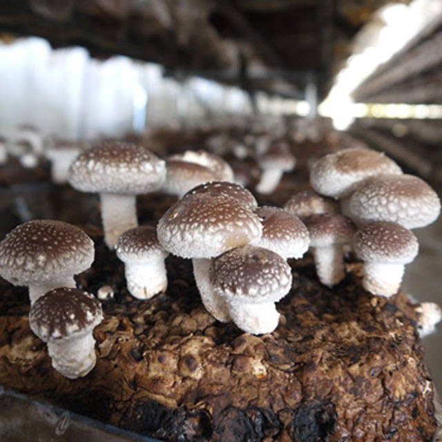     200 ̵ ݾ   礭    ⻳