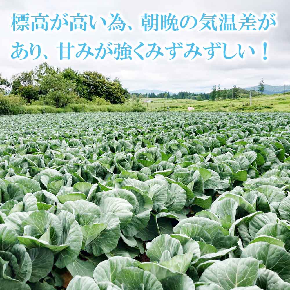 �⸶ ����٥� 1�� �������� ���츩 ��
