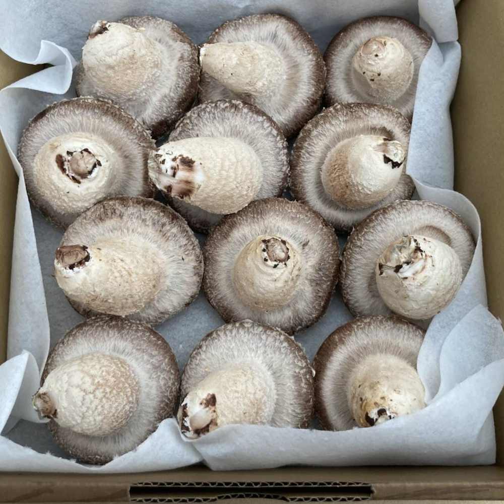 �������� ������ο��Υإ륷�����ơ��� A�� 1kg 10��~20�� �ݾ����� ���礷������ ���츩��