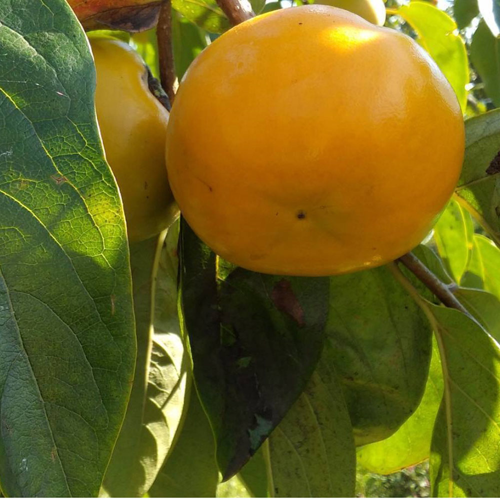 ��12����ȯ���� ��ͭ�� ��12�� 2L ���츩�� �� ���� ���ե� £�� Ʊ���Բ� ���ջ����Բ� ������ ���̳�ƻ1000�ߡ�����1200������ɬ��