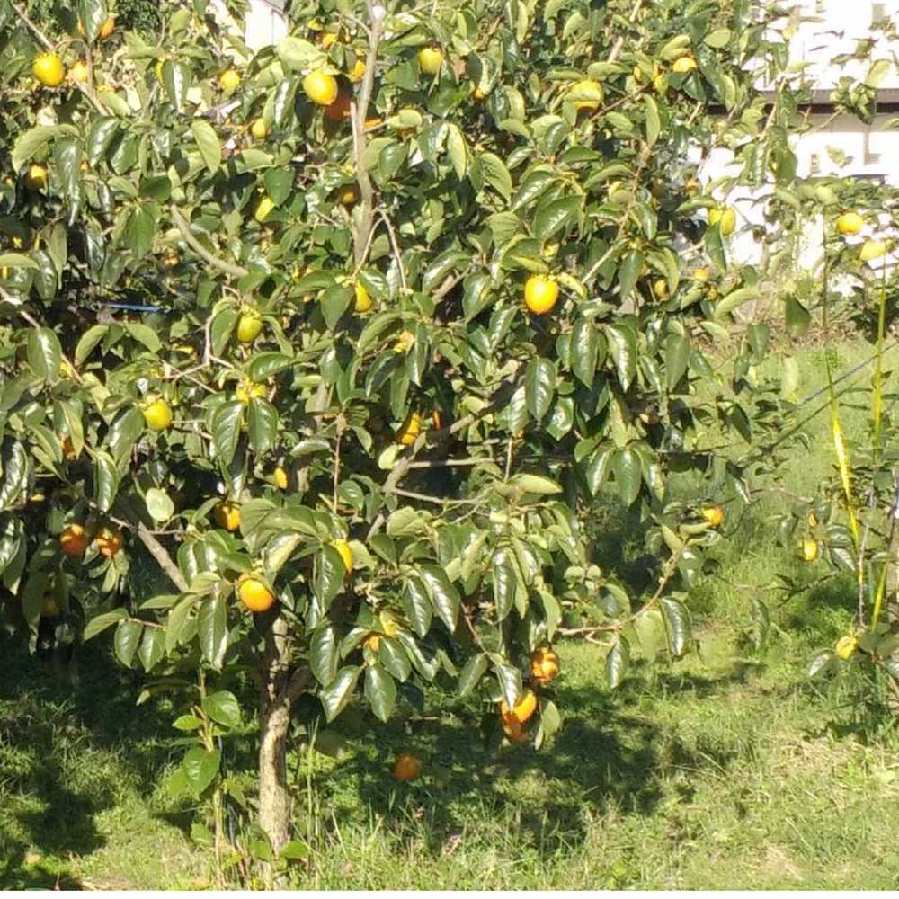 ��12����ȯ���� ��ͭ�� ��12�� 2L ���츩�� �� ���� ���ե� £�� Ʊ���Բ� ���ջ����Բ� ������ ���̳�ƻ1000�ߡ�����1200������ɬ��