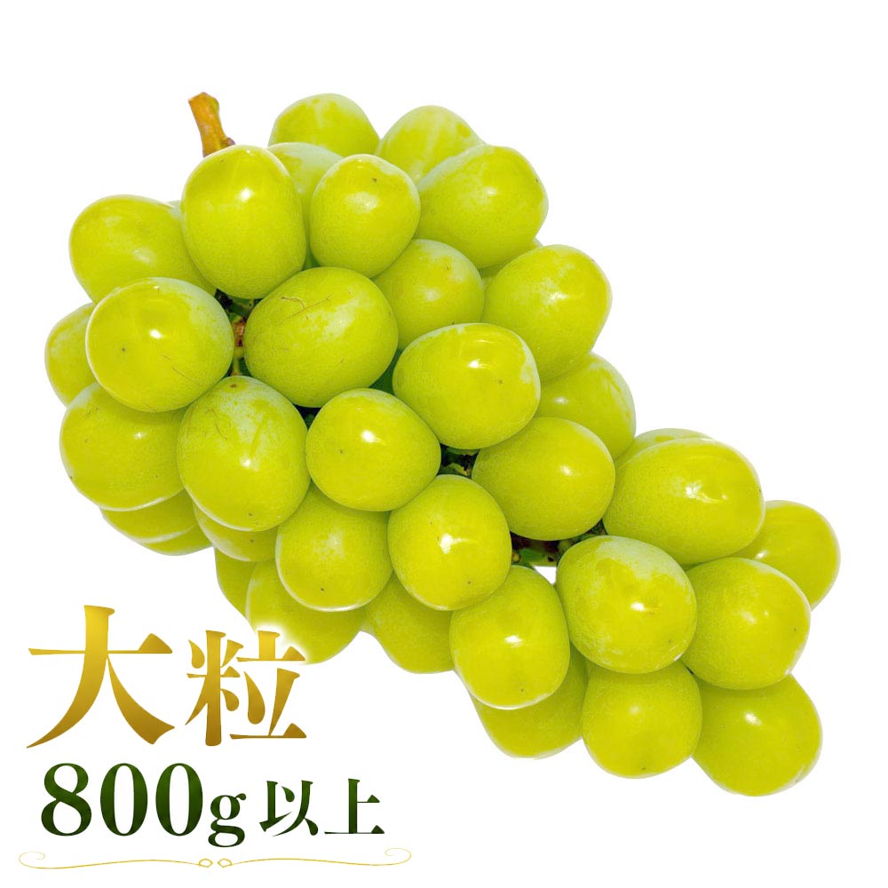 ��8��ܡ�9��ܡ� ���㥤��ޥ����å� ��γ 800g (1˼) ������ �ޥ륵�ե롼�� �Ų����� Ʊ���Բ� ������ ���̳�ƻ1000�ߡ�����1200������ɬ��