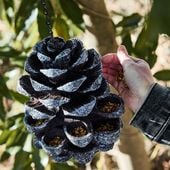 ���ܤä���ΥС��ɥե���������ESSCHERT��