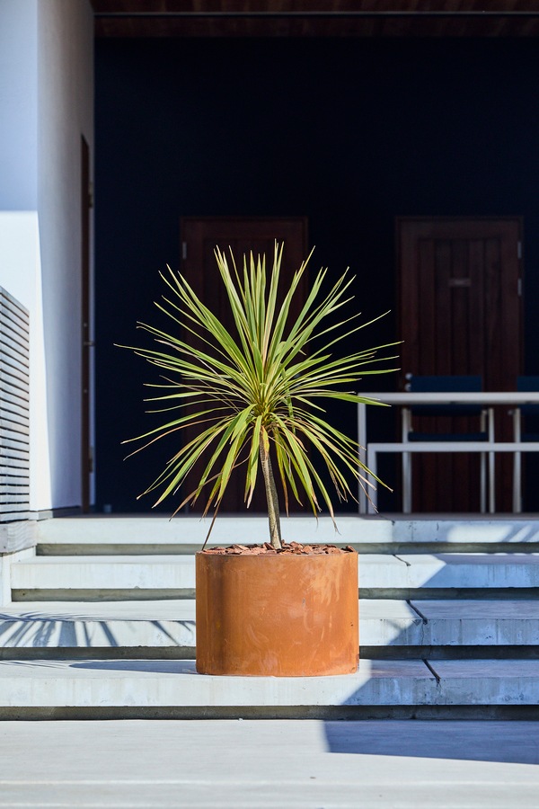 Patina �쥤���ɡ��饦��ɥץ�󥿡�600