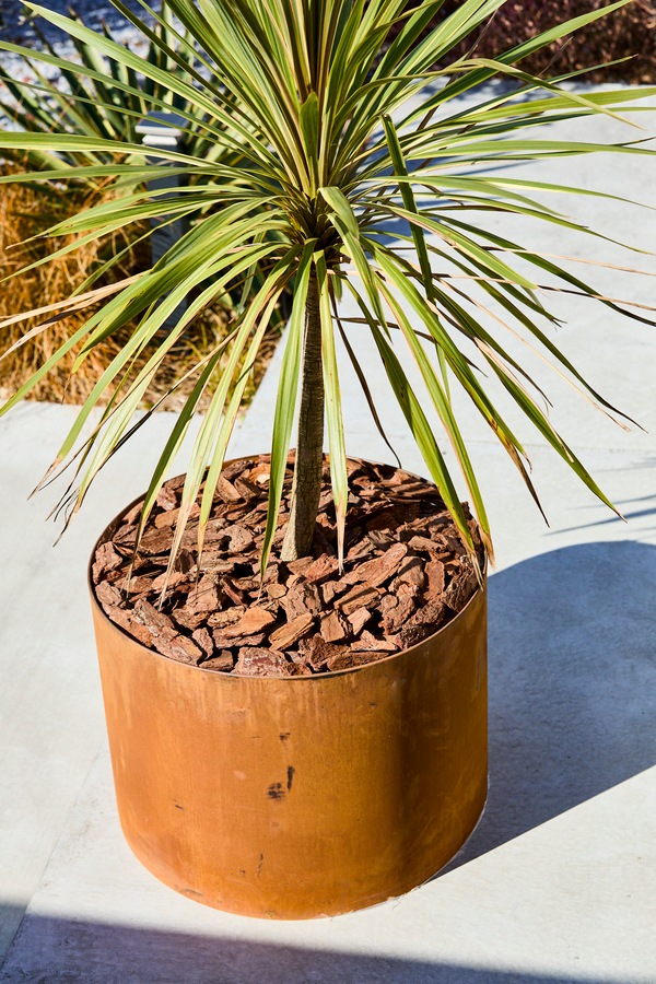 Patina �쥤���ɡ��饦��ɥץ�󥿡�600