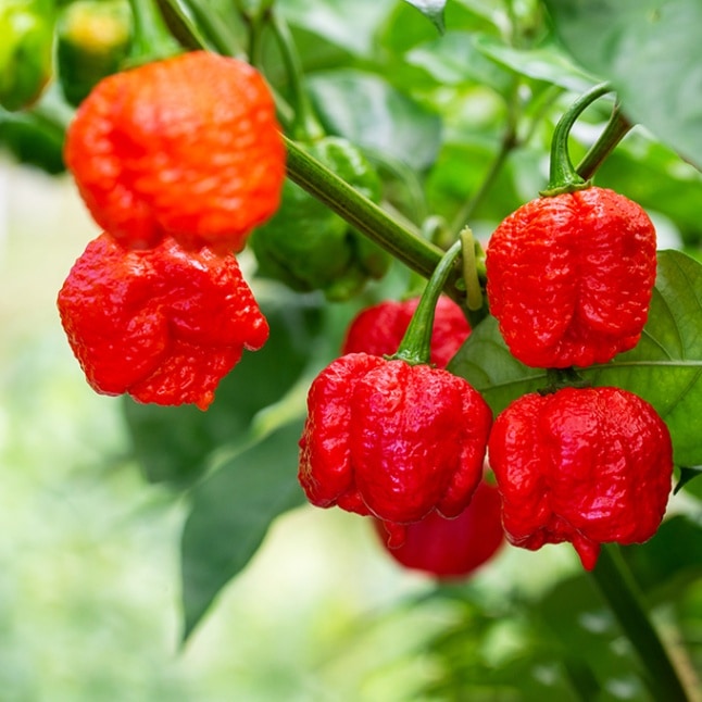 おはりばこ　かのこ　ちんころ　芍薬　新品 楽天市場】【ワゴンセール】 【 正絹 鹿の子 絞り 】 ちんころ 大 1P