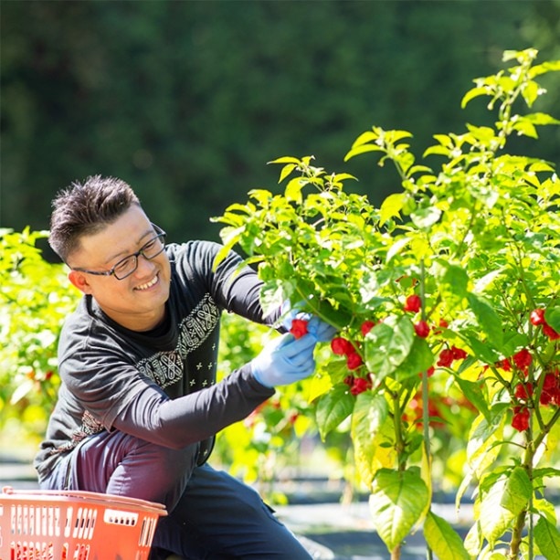 激辛】唐辛子粉5種食べ比べ（ハバネロ、ジョロキア、セブンポット