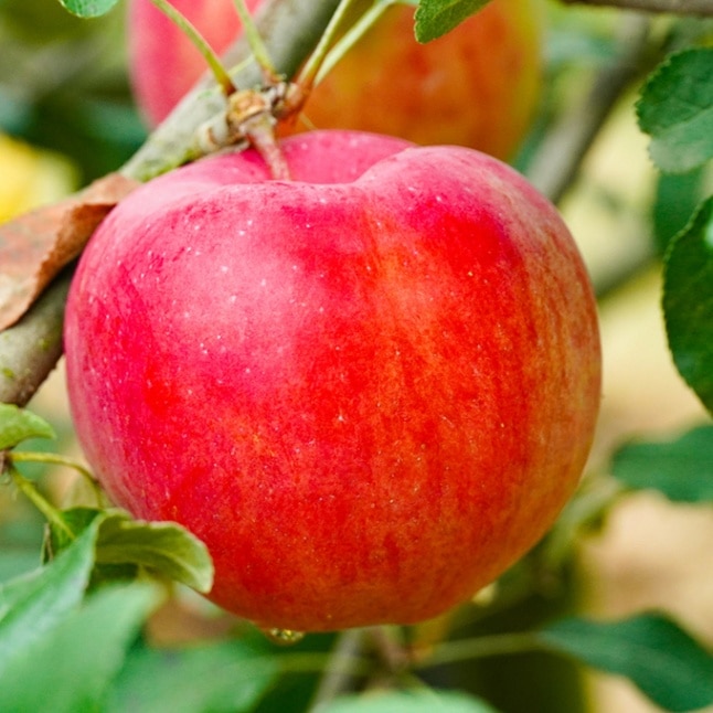 白根りんご農園】<br>りんごのジュース3種類セット | エリアから探す