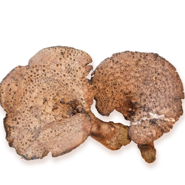 まつしまストアー】<br>庄原産 香茸〈天然〉<br>約300g<br>※予約販売