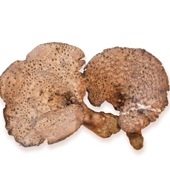 【まつしまストアー】<br>庄原産 香茸〈天然〉<br>約500ｇ<br>※予約販売<br>●ご好評につき販売終了。