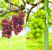 ●販売終了●大佐Vignobleの<br>西城町産クイーンニーナ＆西城町産シャインマスカット<br>２房 1kg以上