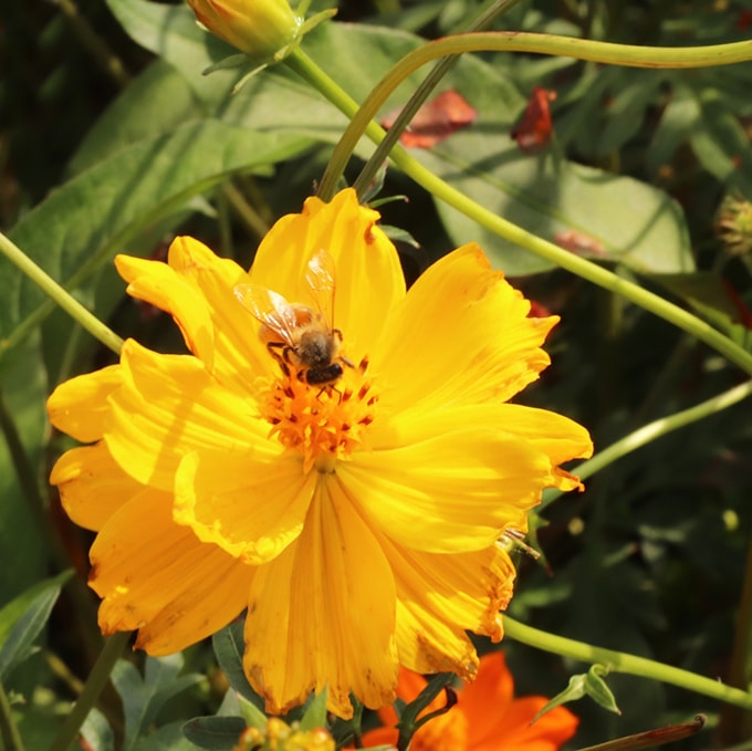 二匹の猫とミツバチと三種の花 ヴィンテージ ステンドグラス キジトラ 蜜蜂 ステンドグラス：蜜蜂のランプ | 「東京」趣味のステンドグラス教室