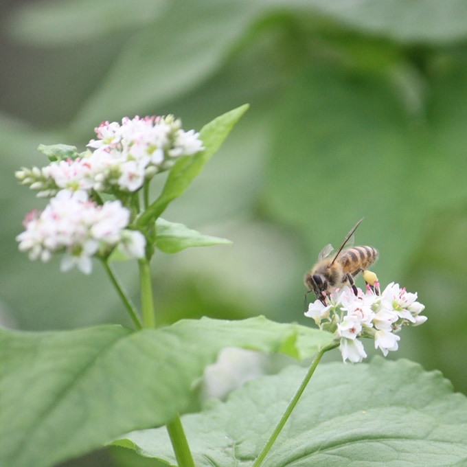 永迫眞二】<br>七塚原高原の和蜂蜜（1個入り） | カテゴリー,朝食の