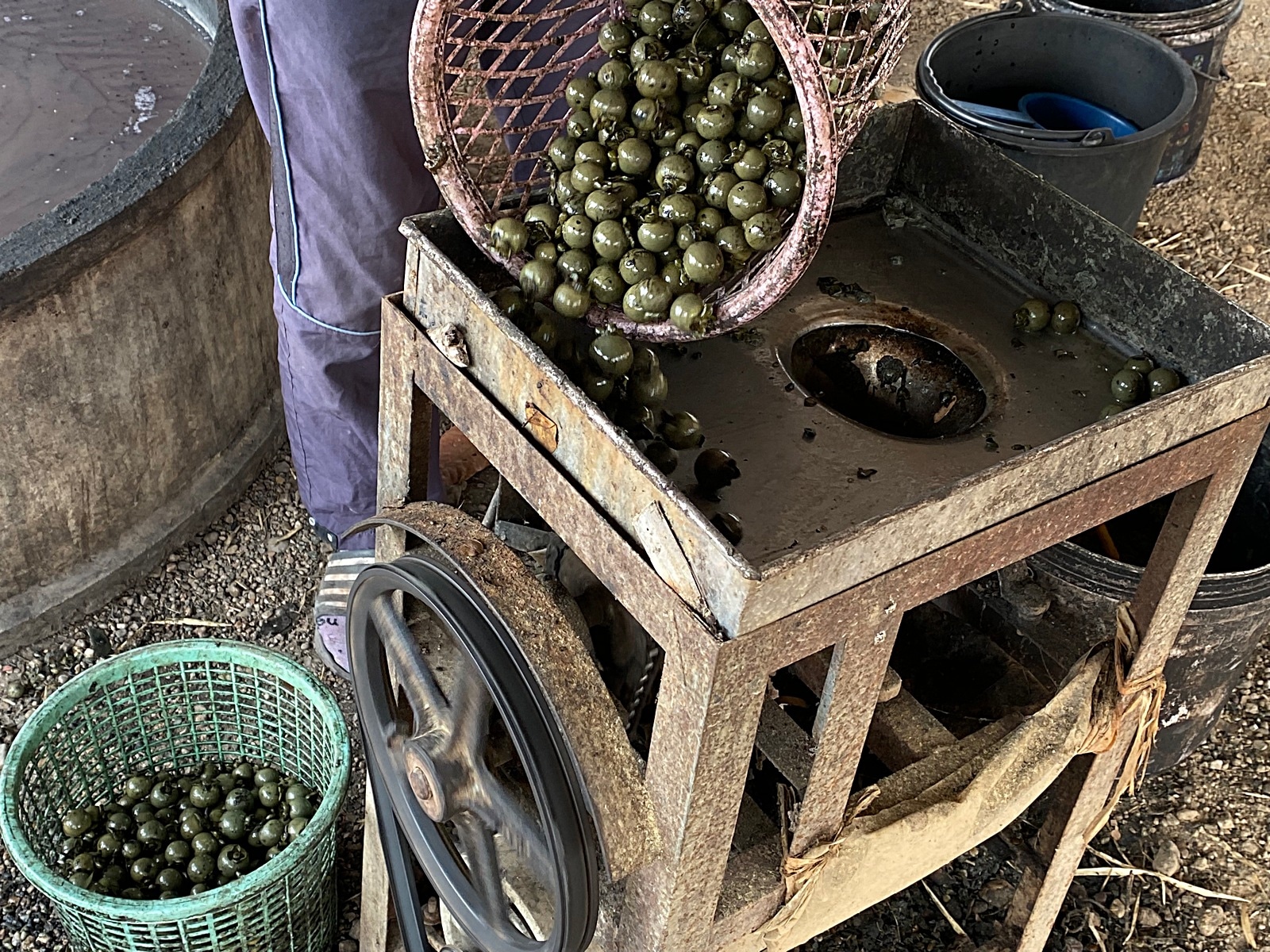 �ޥ��륢����֥�å��Υ�������륨��ѥ�ġ�PFS-075-01��