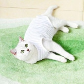 猫用 ペット用 術後服 猫 ねこ オス メス 術後着 術後ウェア 去勢 手術 避妊 ウェア ボーダー柄 かわいい 傷口保護|ペット用品|ペット用品
