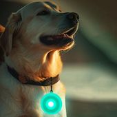 【即納】犬 犬用 ペット用 ライト LED キーチェーン 発光 フラッシュ ナイトウォーキング ドッグ ドッグ用 フラッシュキーホルダー 夜間散歩 犬の散歩 着脱簡単