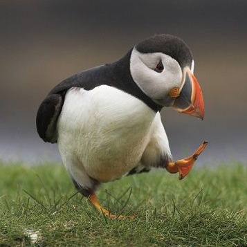 郵便ポスト 】パフィン(Puffin300) White/デンマーク・ME-FA社製