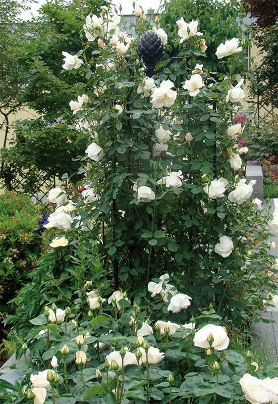 4枚　ペテンシー クラシックガーデンエレメンツ】オベリスク II R4(ローズサポート