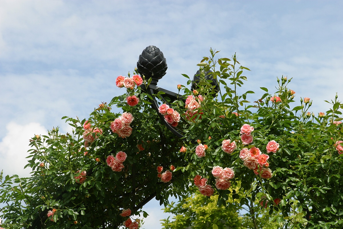 クラシックガーデンエレメンツ】ヴィクトリアンアーチR5 | すべての