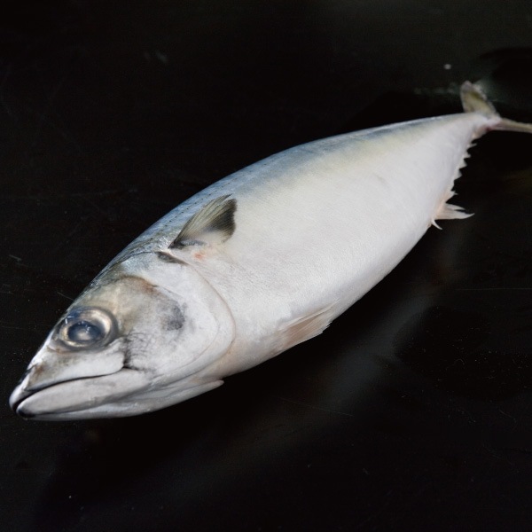 □B-1 玄さばのしめ鯖 | 単品商品 | シーボーン昭徳 オンラインショップ