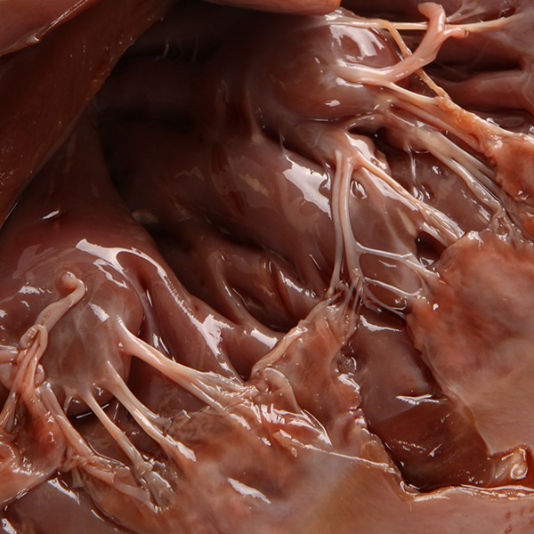 [凍]生豚心臓約1kg/日本産