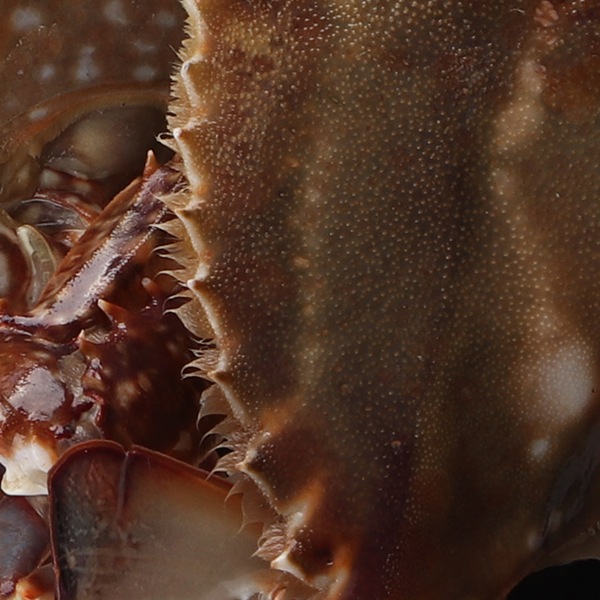 [凍]冷凍渡りガニ4匹(中国産)