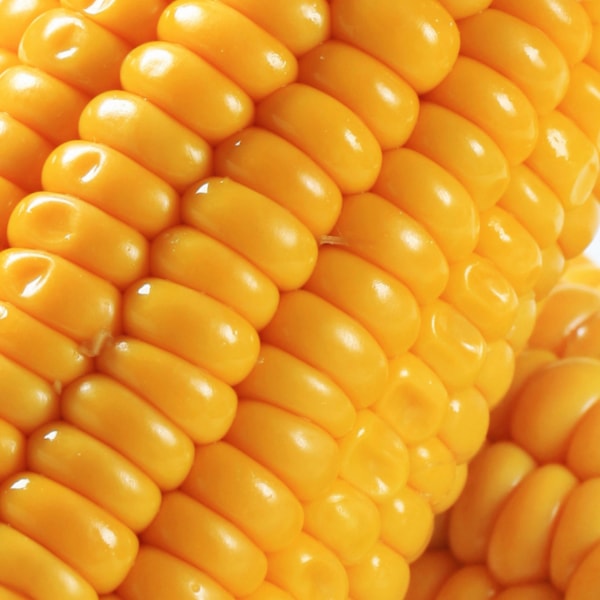 [源清田] 極甘とうもろこし 1本 / スイートコーン 簡単 手軽 野菜