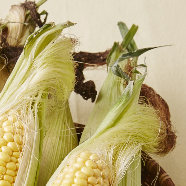 [カンドン]トウモロコシひげ茶340ml/広東 韓国お茶 韓国飲料 韓国飲み物 韓国ドリンク