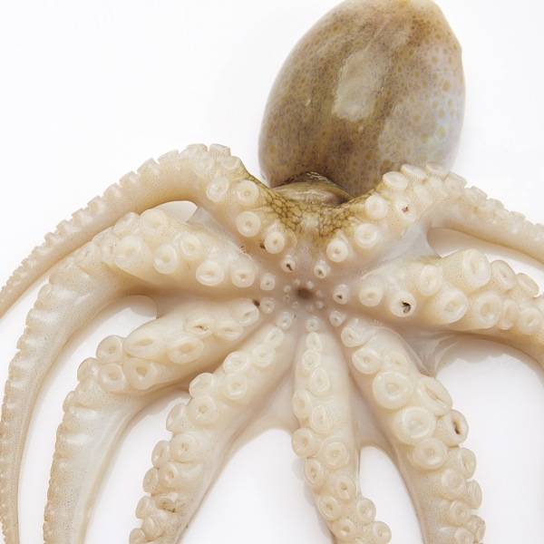 [凍]冷凍イイダコ1kg/下処理済み バラ凍結で使いやすい タコ たこ 蛸