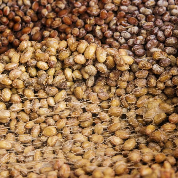 [凍]チョングッジャン 200g(鍋用味噌）/韓国食材　チゲ