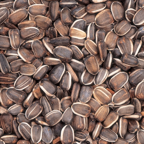 ひまわり様専用 中国雲南省 新鮮松茸 HAL約 3kg Amazon.co.jp