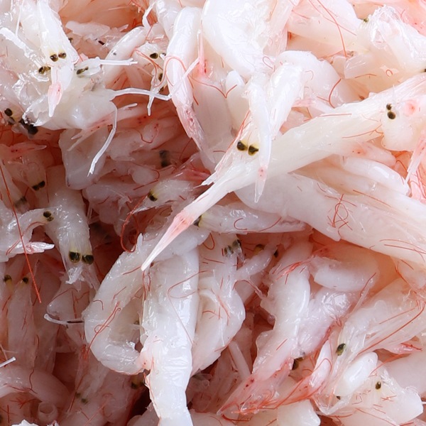 [凍]カンチョン アミの塩辛500g/ベトナム産 セウジョッ 調味料 キムチ 塩辛 キムチ調味料