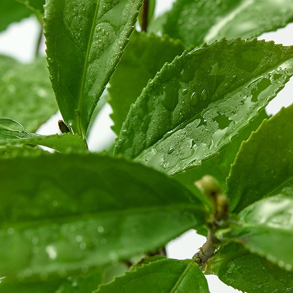 [innisfree]イニスフリーグリーンティーヒアルロン ローション170ml/乳液 韓国化粧品 韓国コスメ