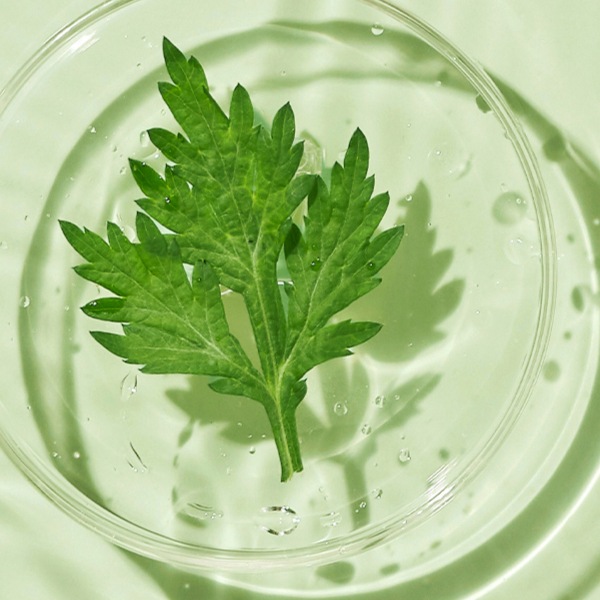 [ROUND LAB]ラウンドラボ 海風 ヨモギ クレンザー150ml /洗顔