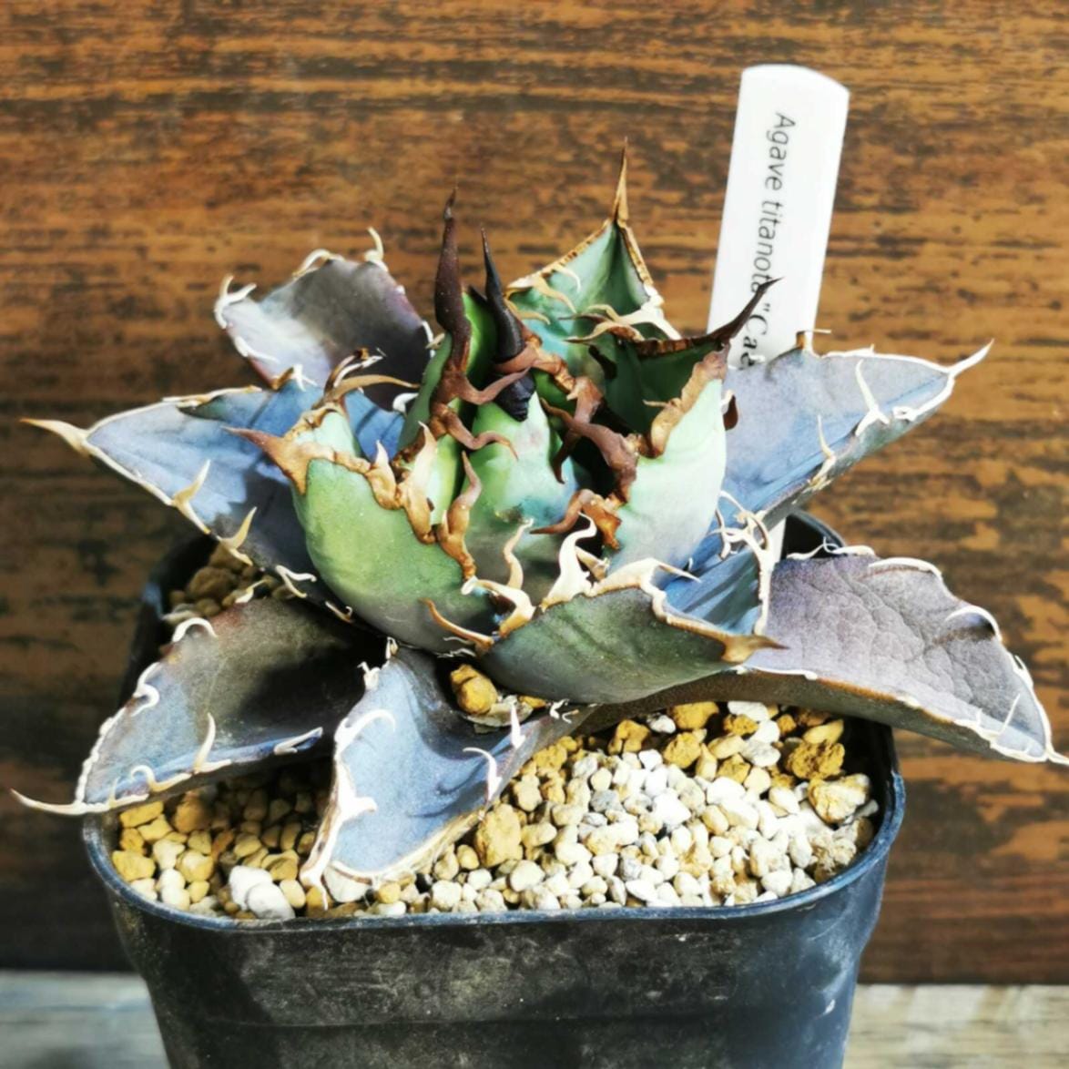 サイカス　カイルンシアナ　実生 サイカス カイルンシアナ 【実生】RF25011357 | RAFLUM