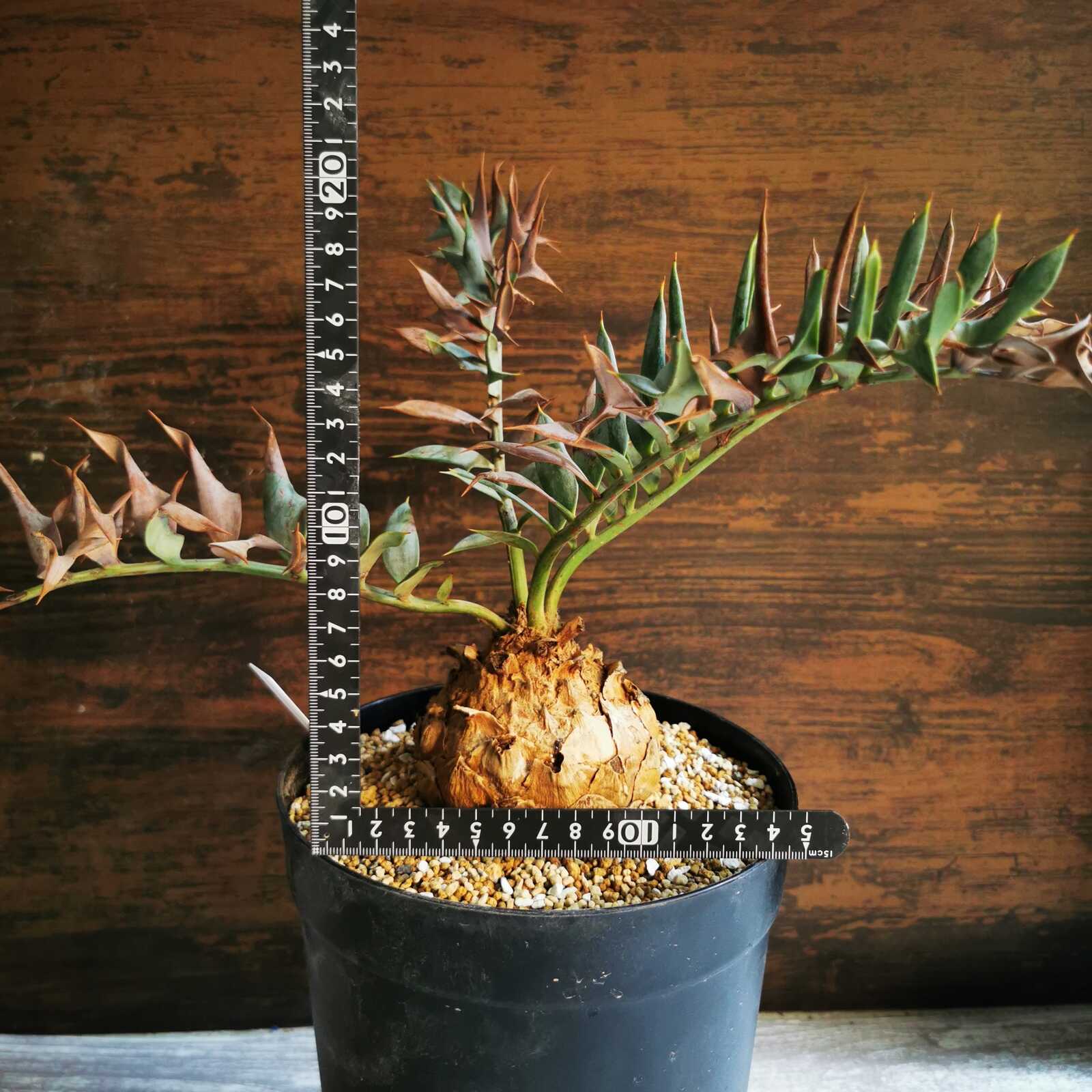 Encephalartos horridus 塊茎9.5㎝ | エンセファラルトス | Seed
