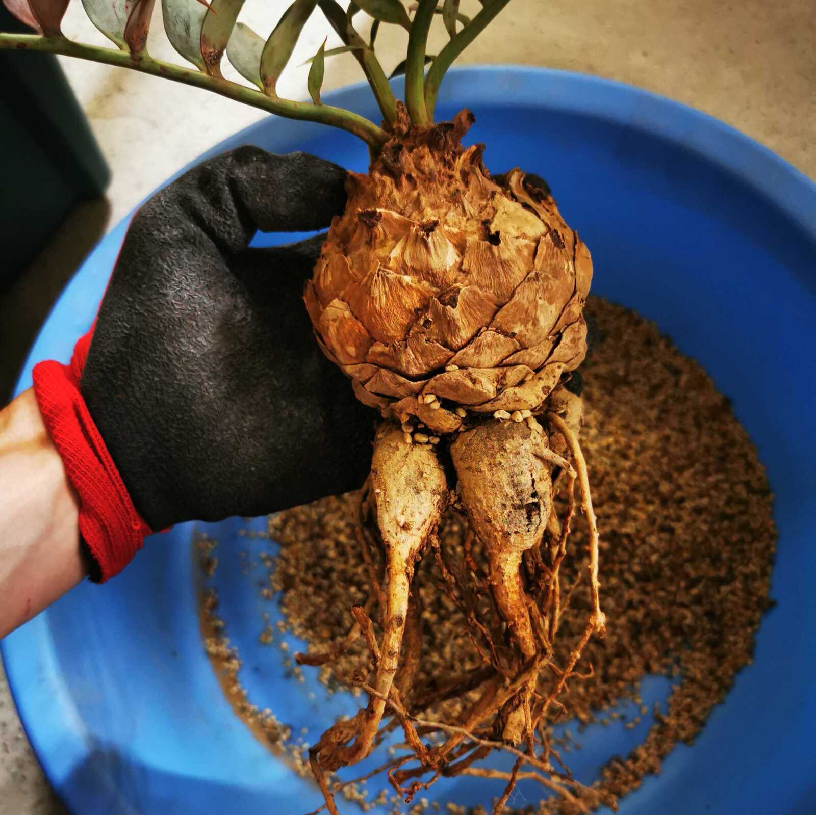 エンセファラルトス ホリダス Encephalartos horridus 種 Encephalartos horridus 塊茎7.5.㎝ | エンセファラルトス