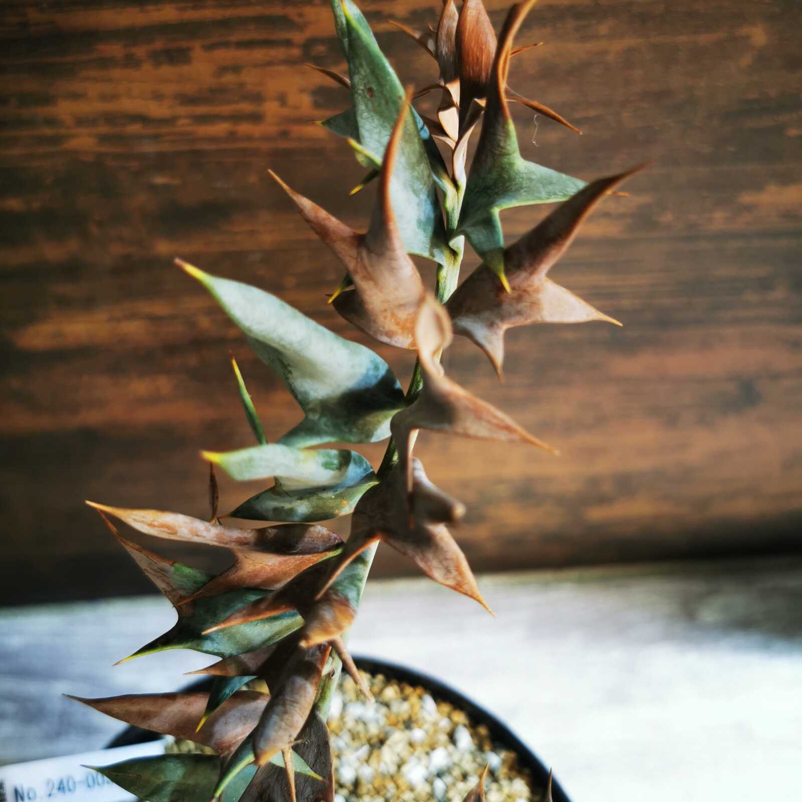 Encephalartos horridus 塊茎9.5㎝ | エンセファラルトス | Seed